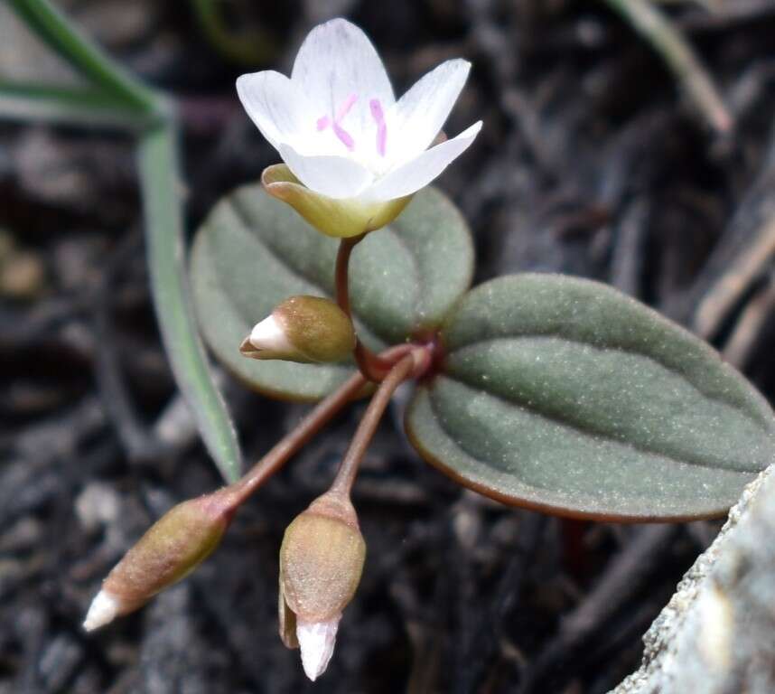 Image of <i>Claytonia obovata</i>