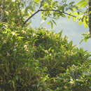 Image of Brown Rock Orchid