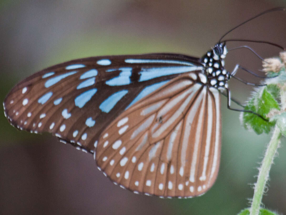 صورة Ideopsis vulgaris contigua Talbot 1939