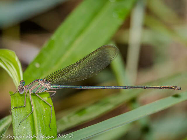 Image of Glistening Demoiselle