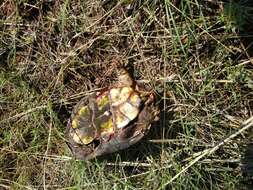 Image of Rough-footed Mud Turtle