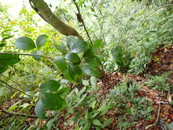 صورة Ilex goshiensis Hayata