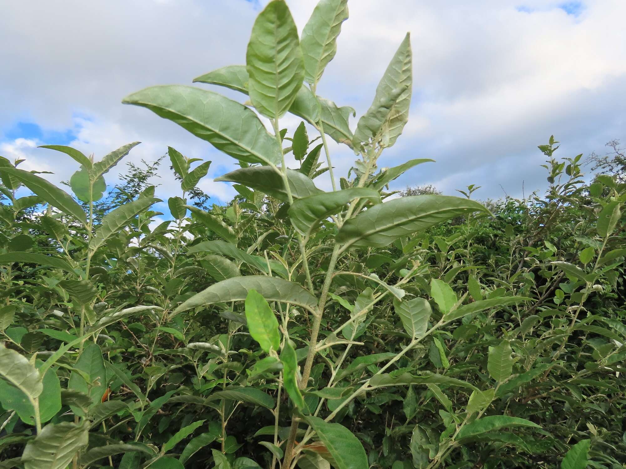 Image of Rough-leaved croton