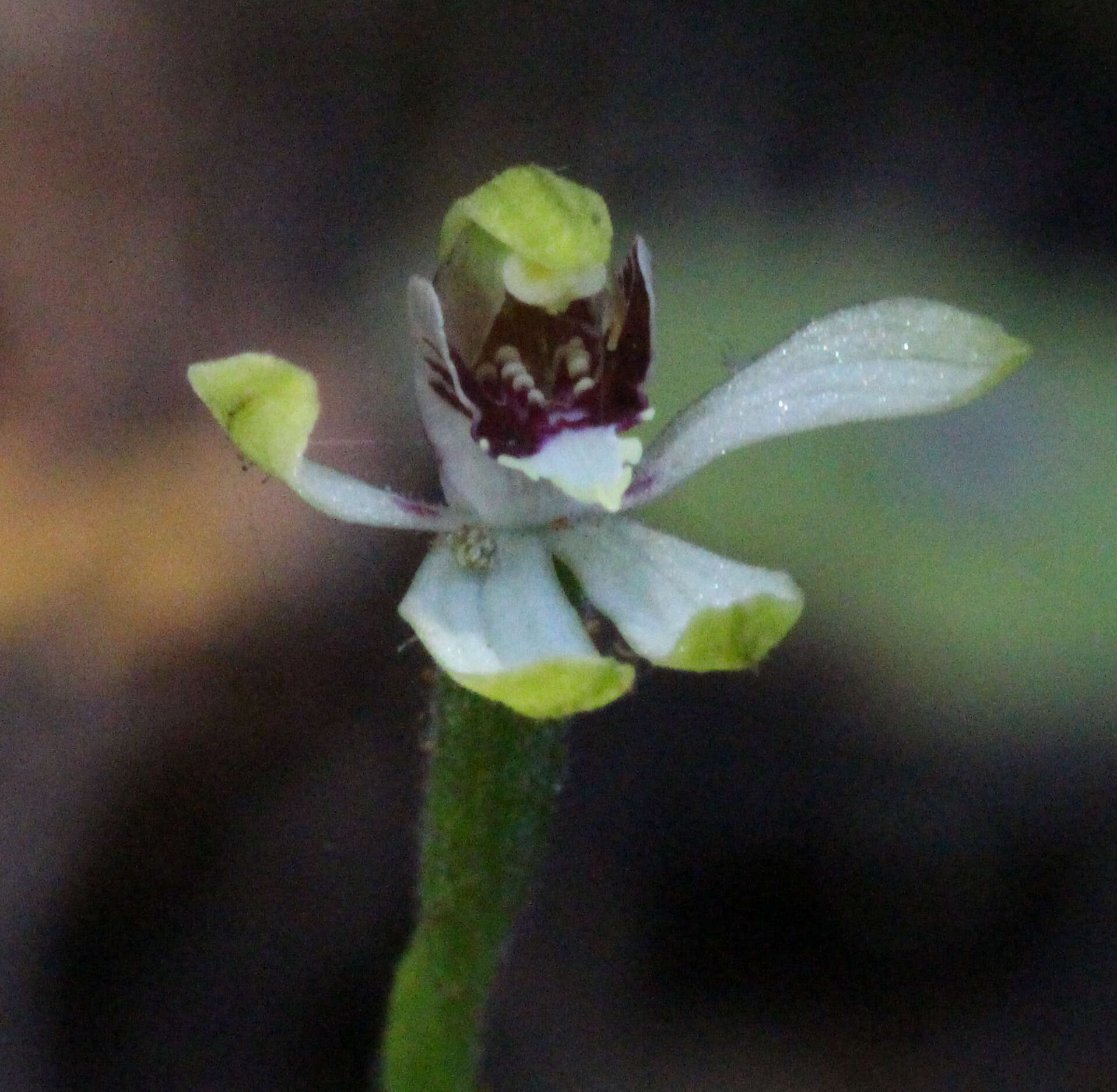 Image de Caladenia chlorostyla D. L. Jones, Molloy & M. A. Clem.