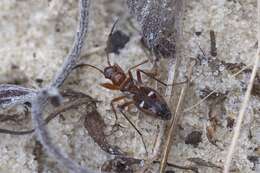 Imagem de Slaterobius insignis (Uhler & P. R. 1872)