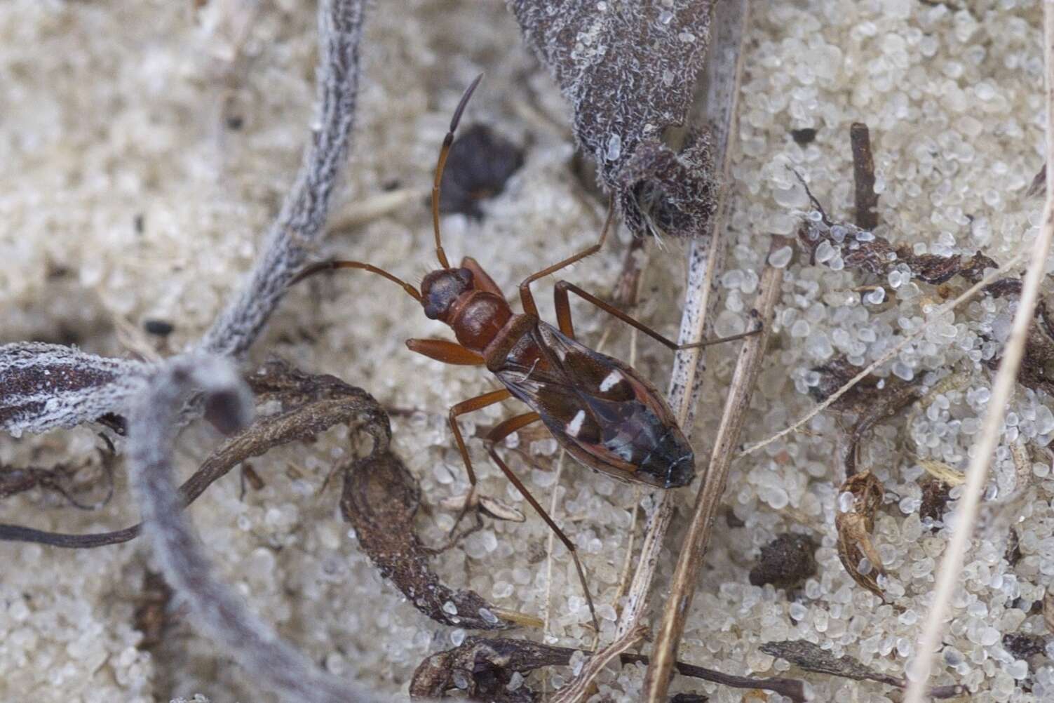 Imagem de Slaterobius insignis (Uhler & P. R. 1872)