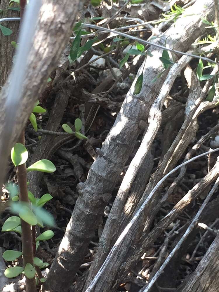 Image of Karoo Plated Lizard