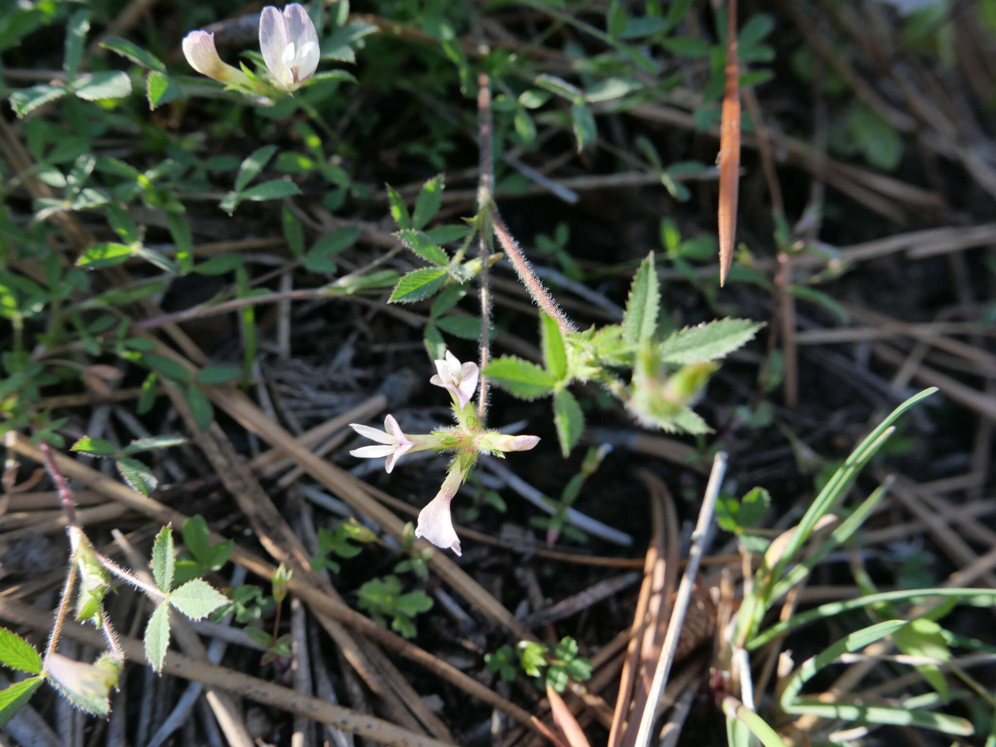 Image de Trifolium breweri S. Watson