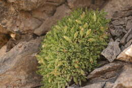 Image of Androsace pubescens DC.