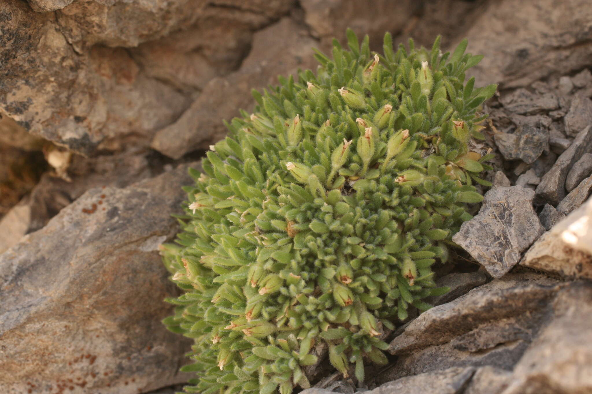 Image of Androsace pubescens DC.