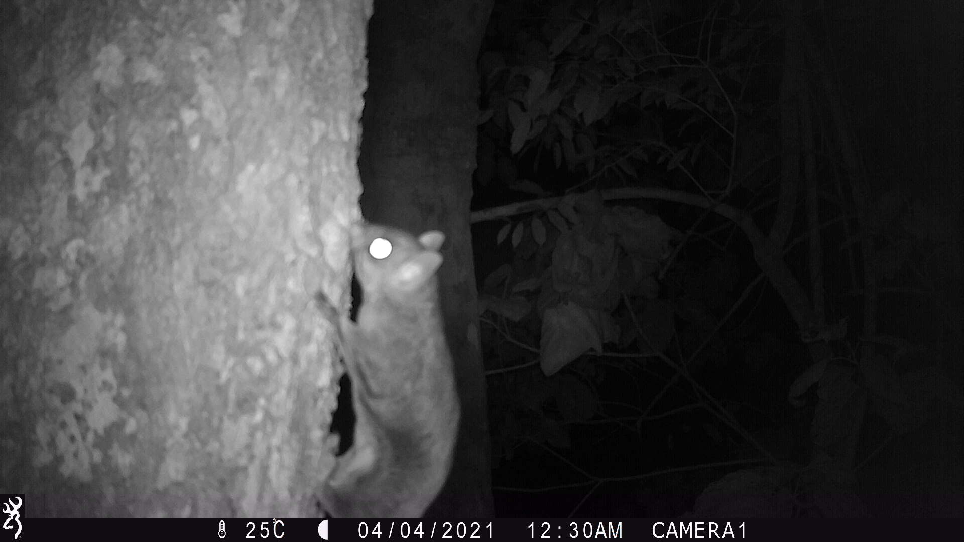 Image of Dwarf Scaly-tailed Squirrel