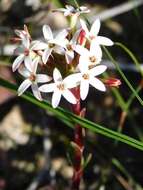 Image of Crassula obtusa Haw.