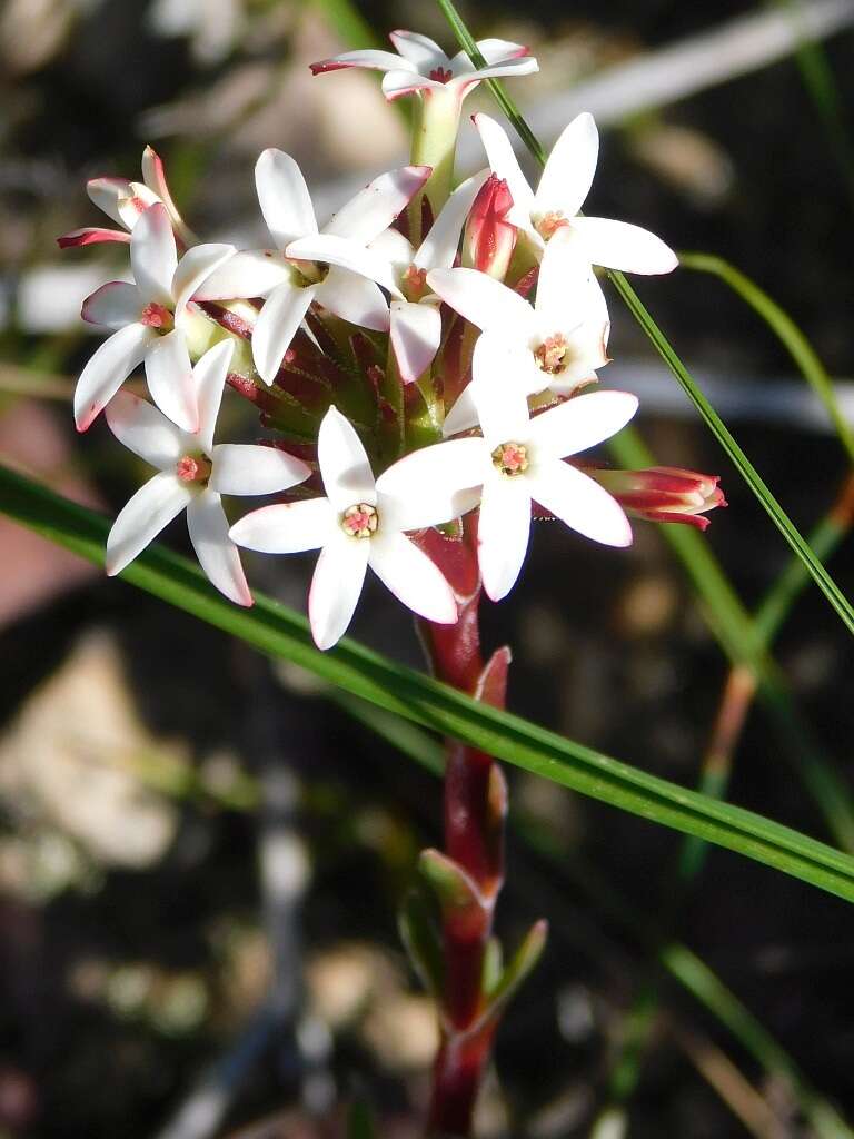 Image of Crassula obtusa Haw.