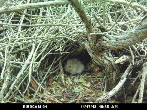 Image of African karoo rats