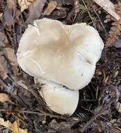 Image of Boletus semigastroideus Nuhn, Manfr. Binder, A. F. S. Taylor, Halling & Hibbett 2013