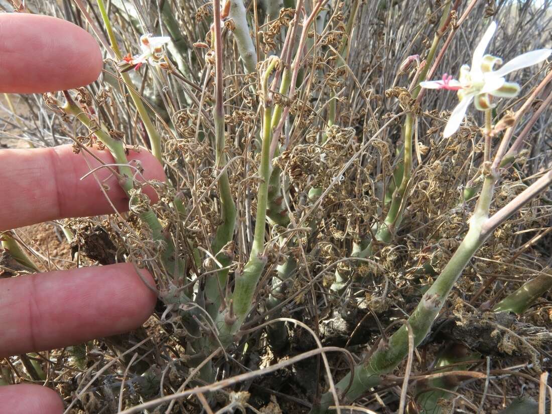 Image of Pelargonium carnosum (L.) L'Her.