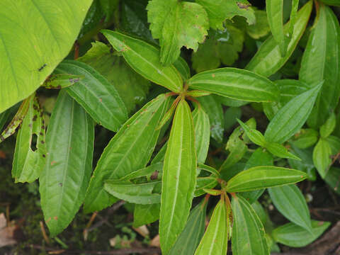 Sivun Pilea rotundinucula Hayata kuva