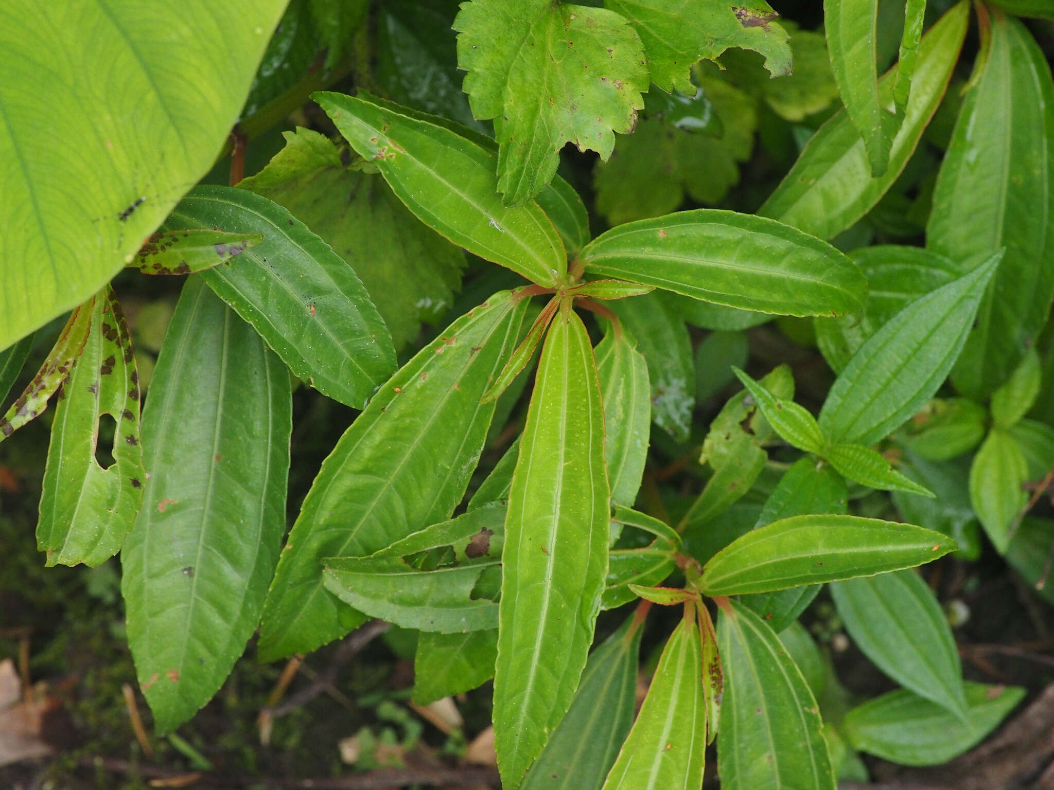 Sivun Pilea rotundinucula Hayata kuva