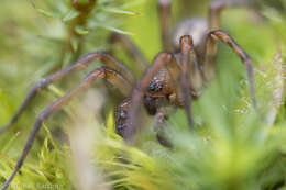 Image of Callobius pictus (Simon 1884)