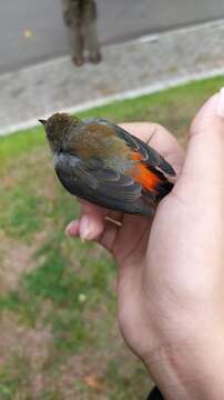 Image of Scarlet-headed Flowerpecker