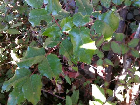 Image of Hollyleaved barberry