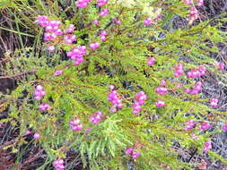 Image of Erica multumbellifera Tausch