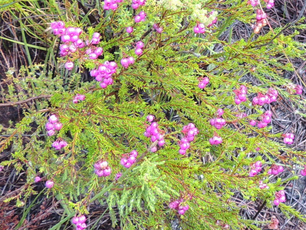 Image of Erica multumbellifera Tausch