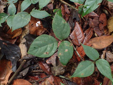 Слика од Desmodium axillare (Sw.) DC.