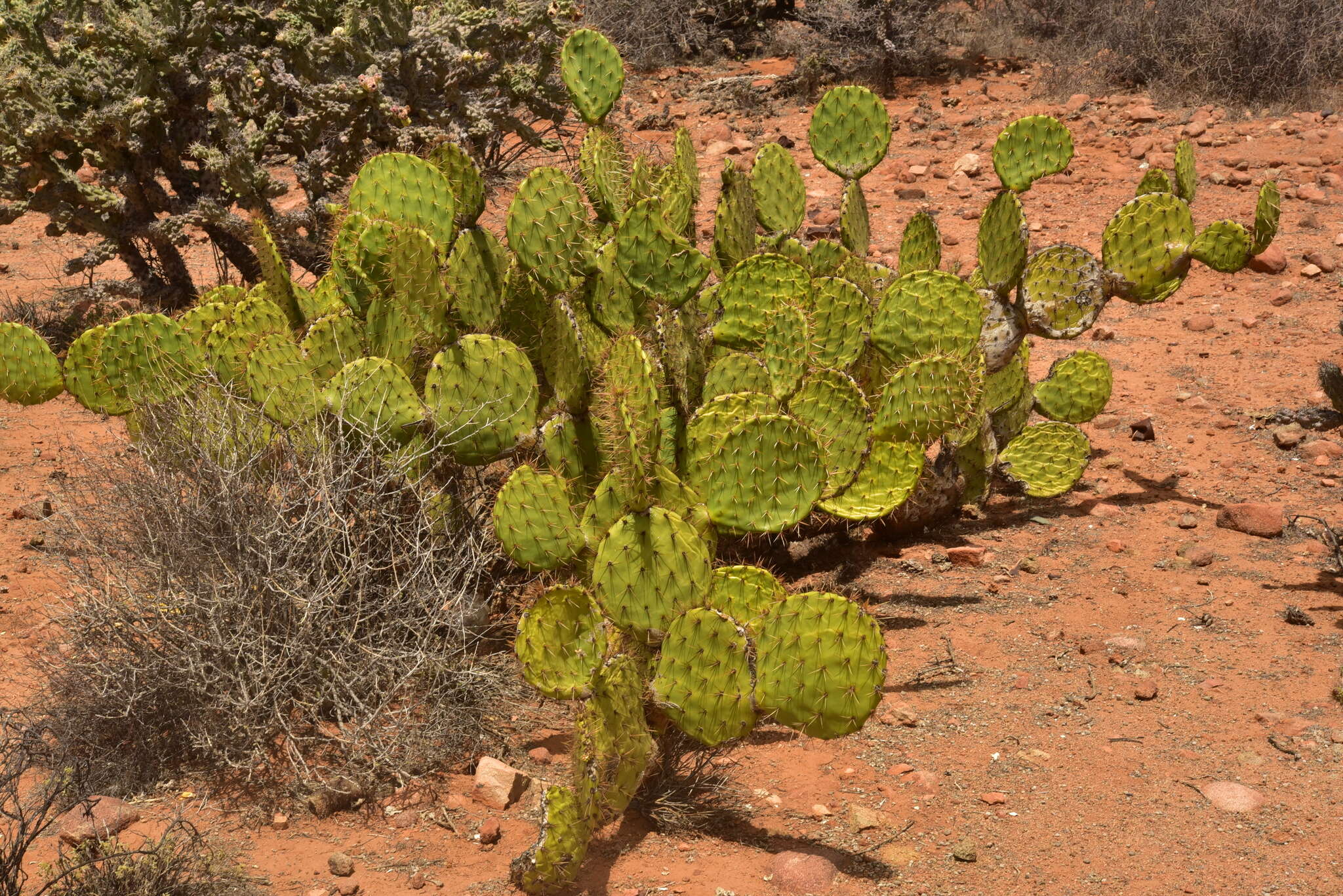 Sivun Opuntia clarkiorum kuva