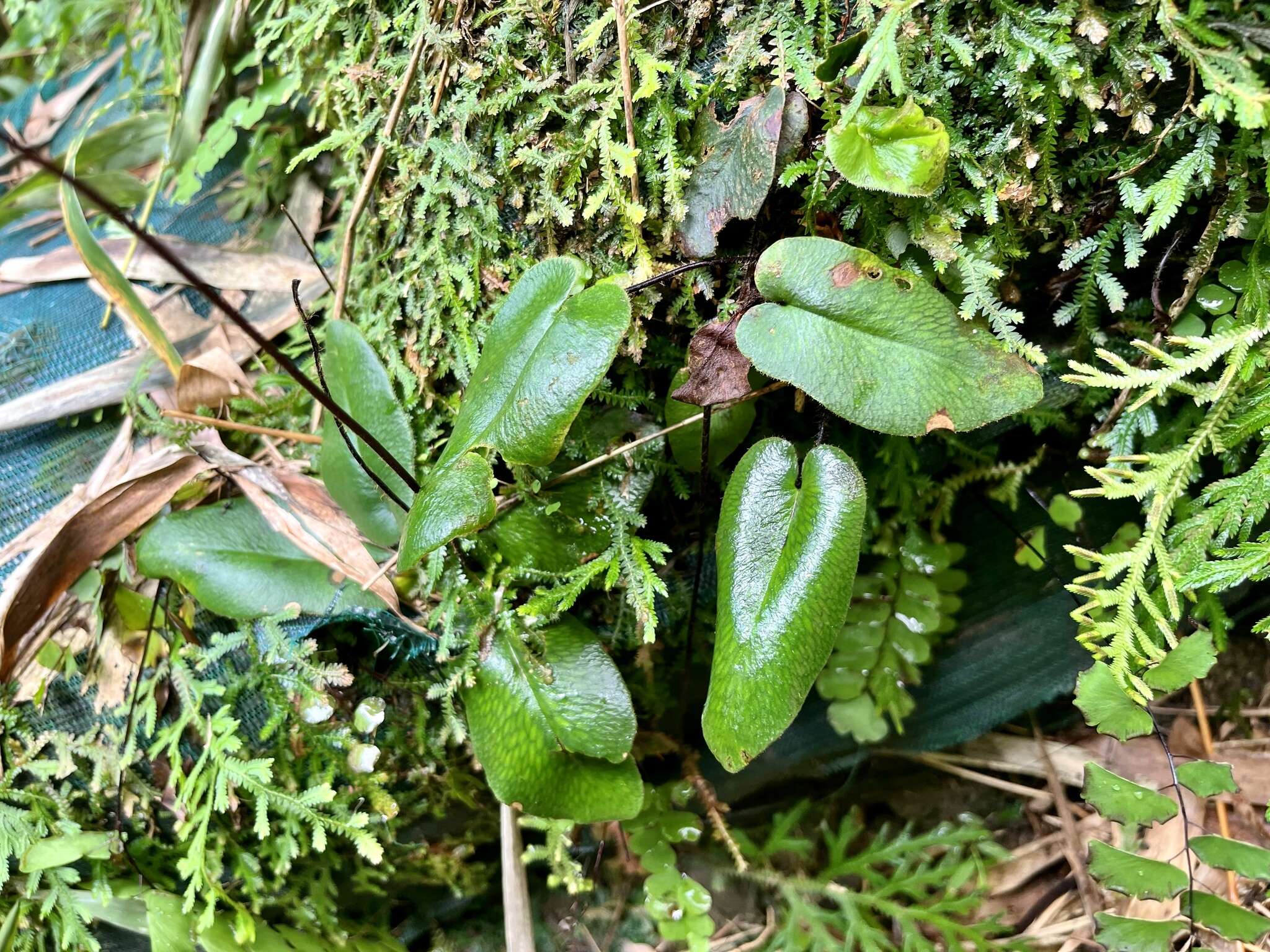 Image of Mickelopteris cordata (Hook. & Grev.) Fraser-Jenk.