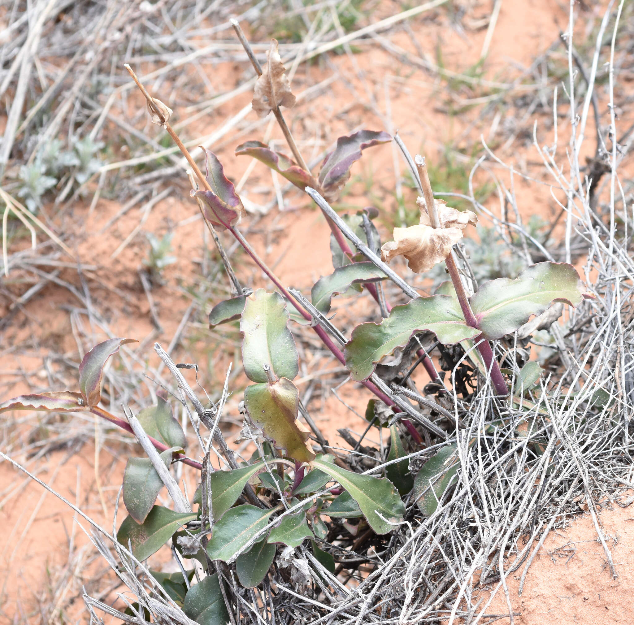 Image of firecracker penstemon