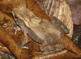 Image of Sulawesian Toad