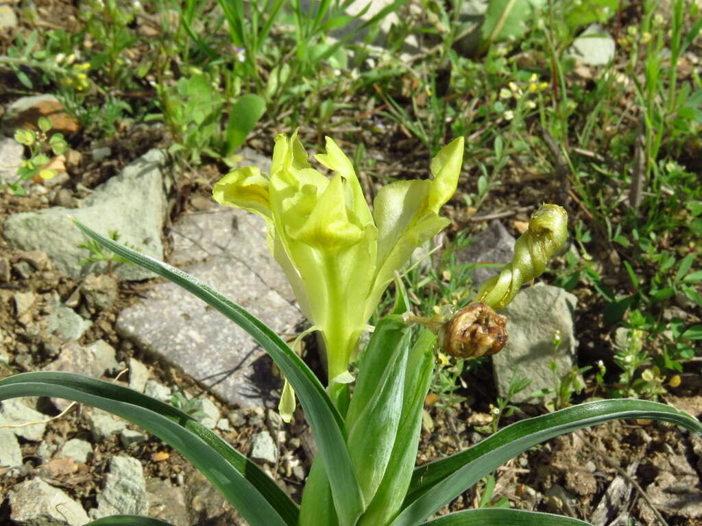 Слика од Iris caucasica Hoffm.