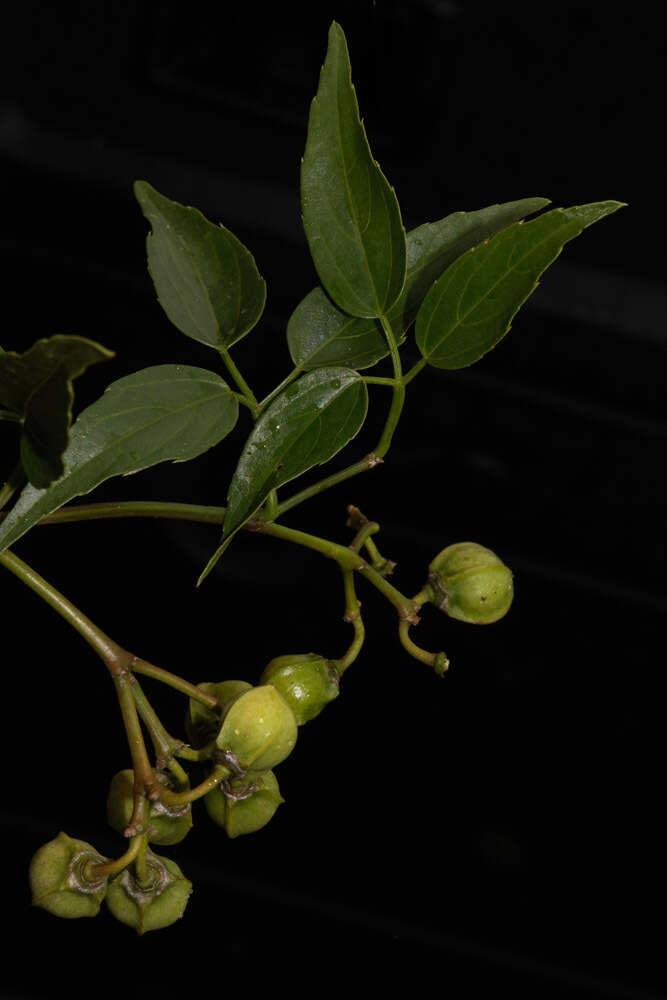 Image of Cissus bosseri Descoings