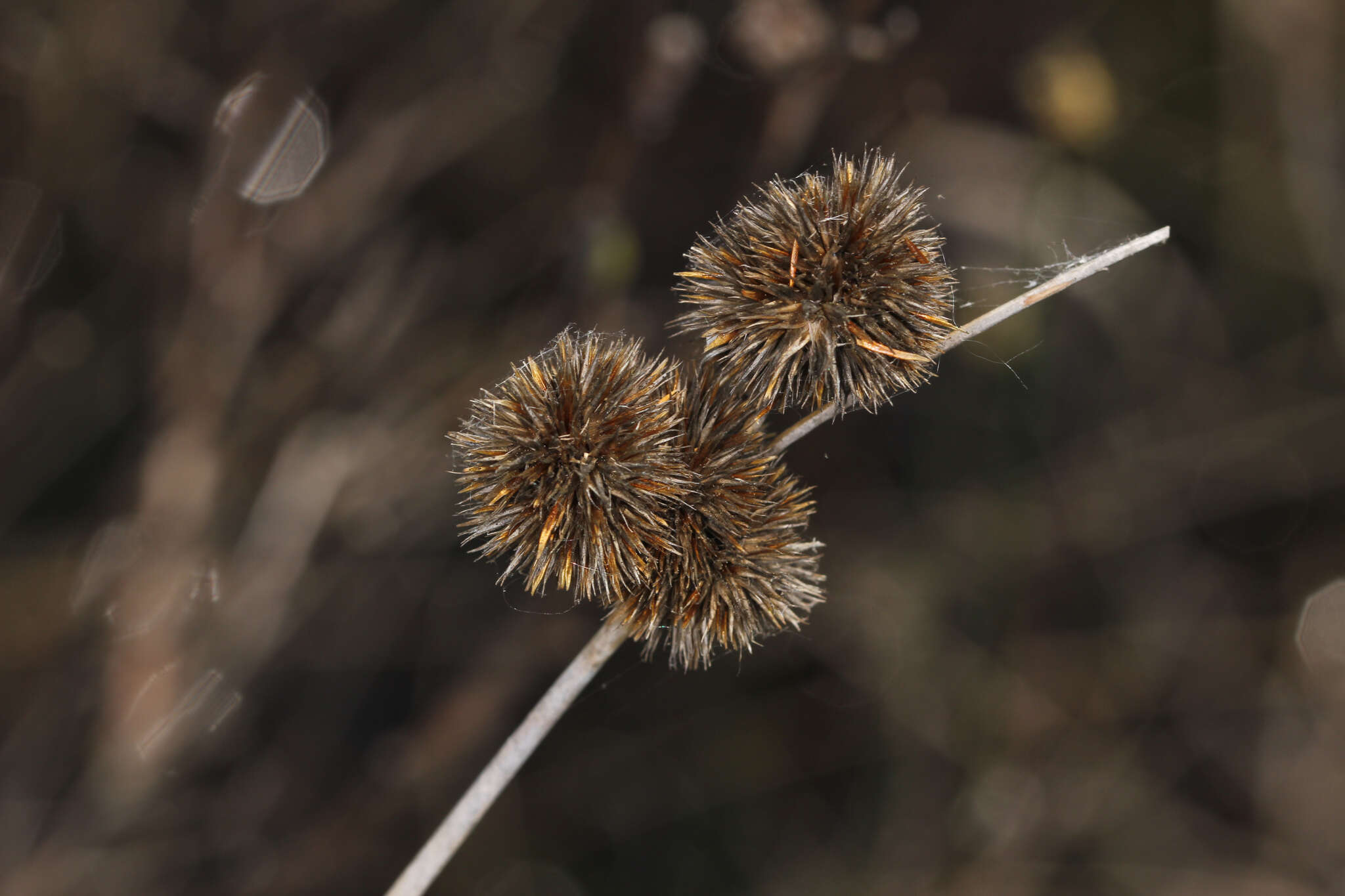 Juncus torreyi Coville的圖片