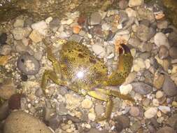 Image of Yellow Round Crab
