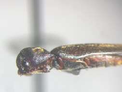 Image of <i>Dirrhagofarsus ernae</i>