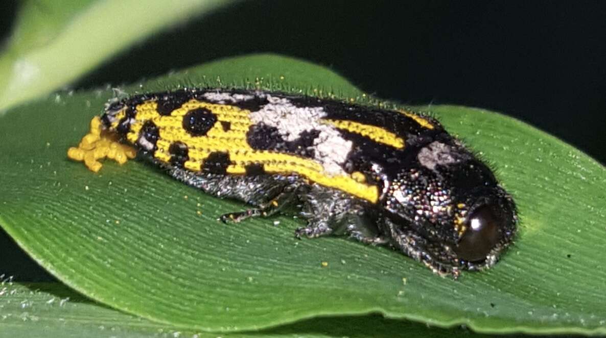 Image of Acmaeodera scalaris Mannerheim 1837