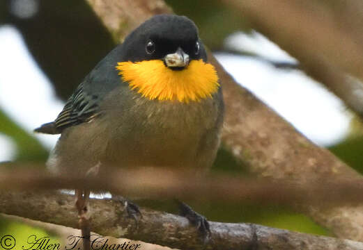 Image of Yellow-throated Tanager