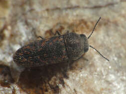 Image de Acmaeodera rubromaculata Lucas 1844