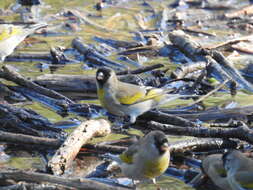 Image of Lawrence's Goldfinch