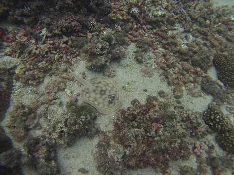 Image of Cortez Round Stingray