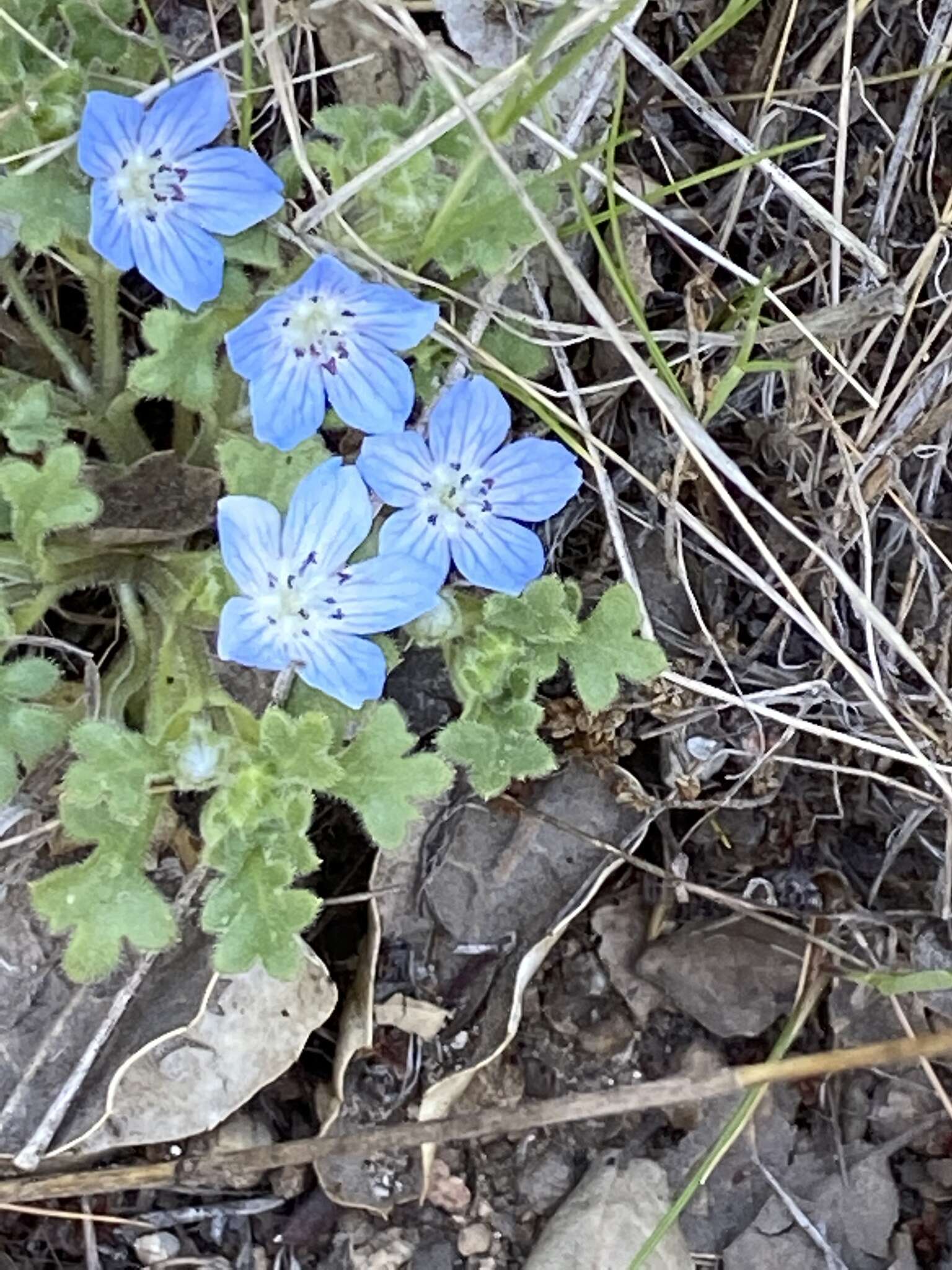 Image de Nemophila menziesii var. integrifolia Brand