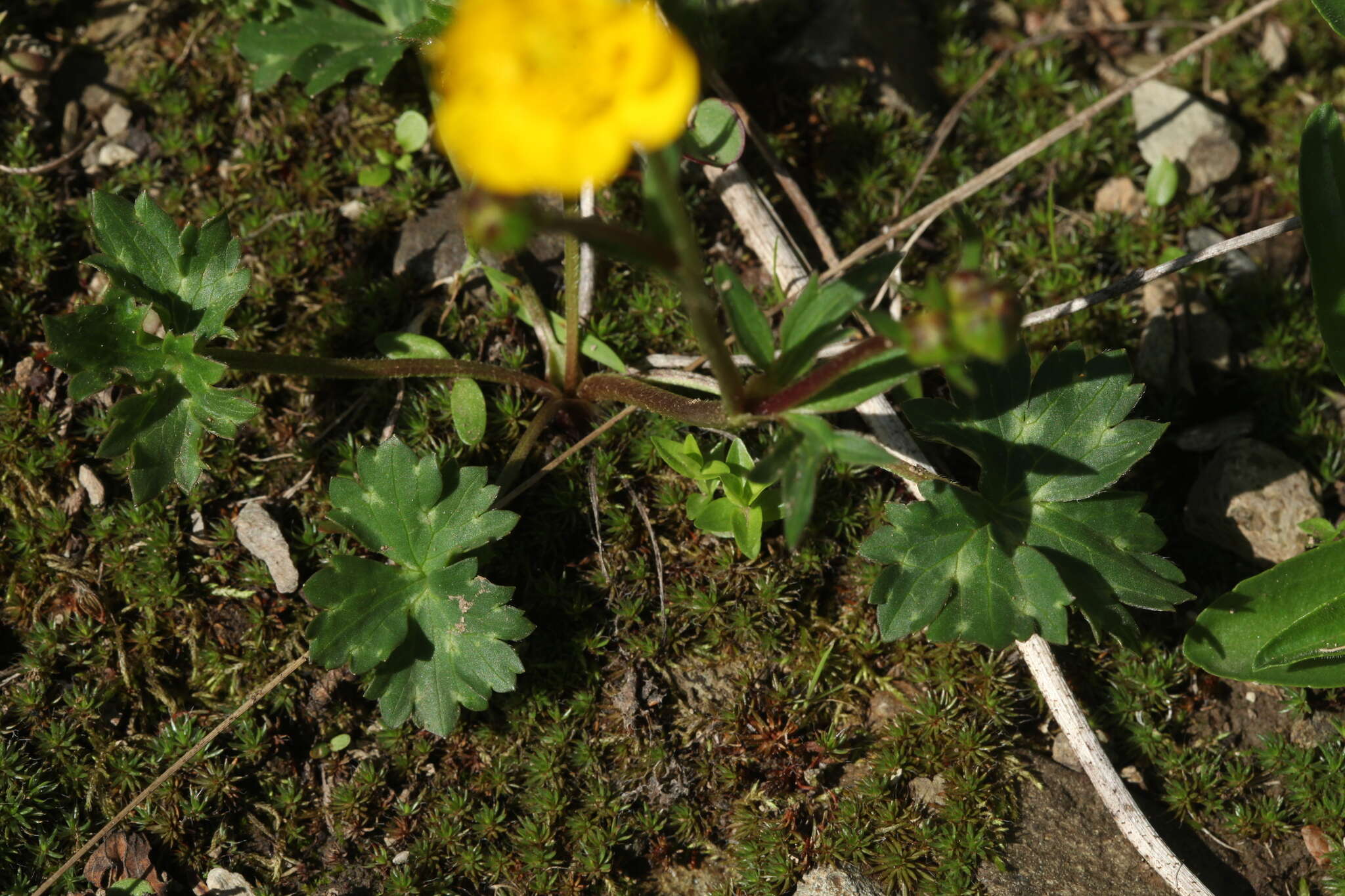 Ranunculus breyninus Crantz的圖片