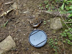 Image of Auckland tree weta