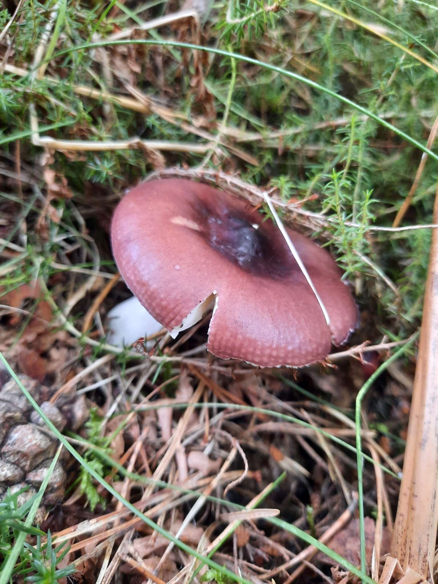 Image of Russula caerulea Fr. 1838