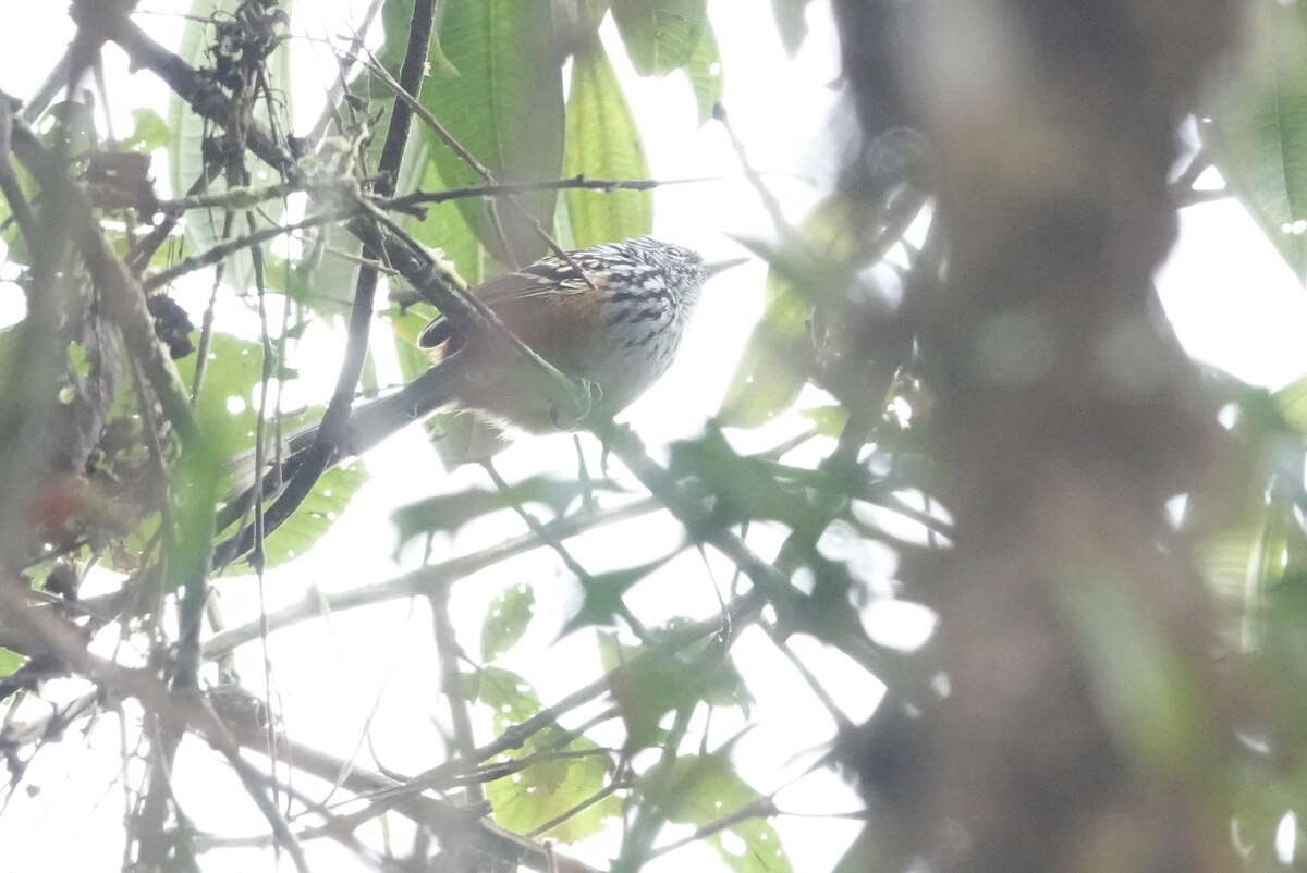 Image of Streak-headed Antbird