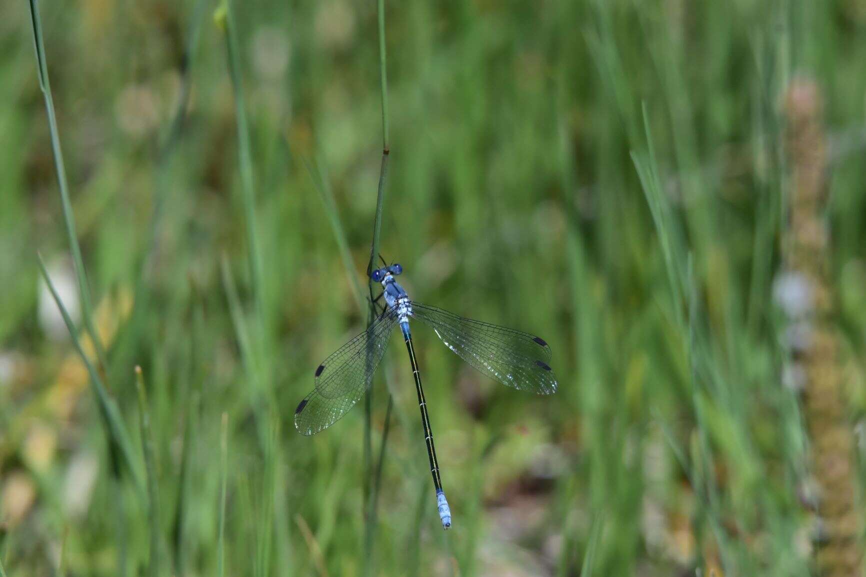 Image of Dark Spreadwing