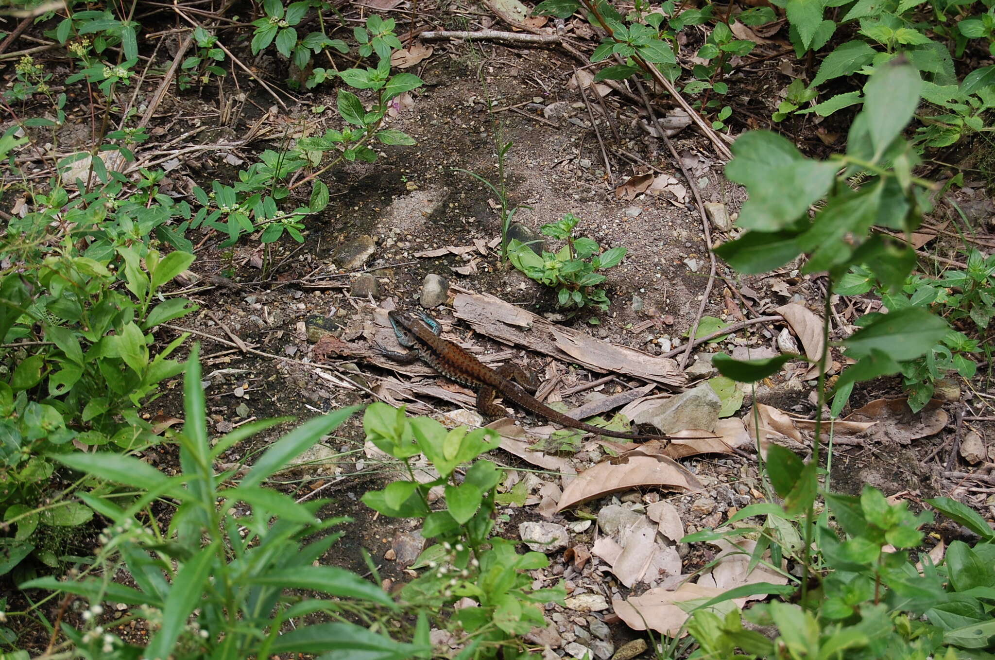 Image of Four-lined Ameiva