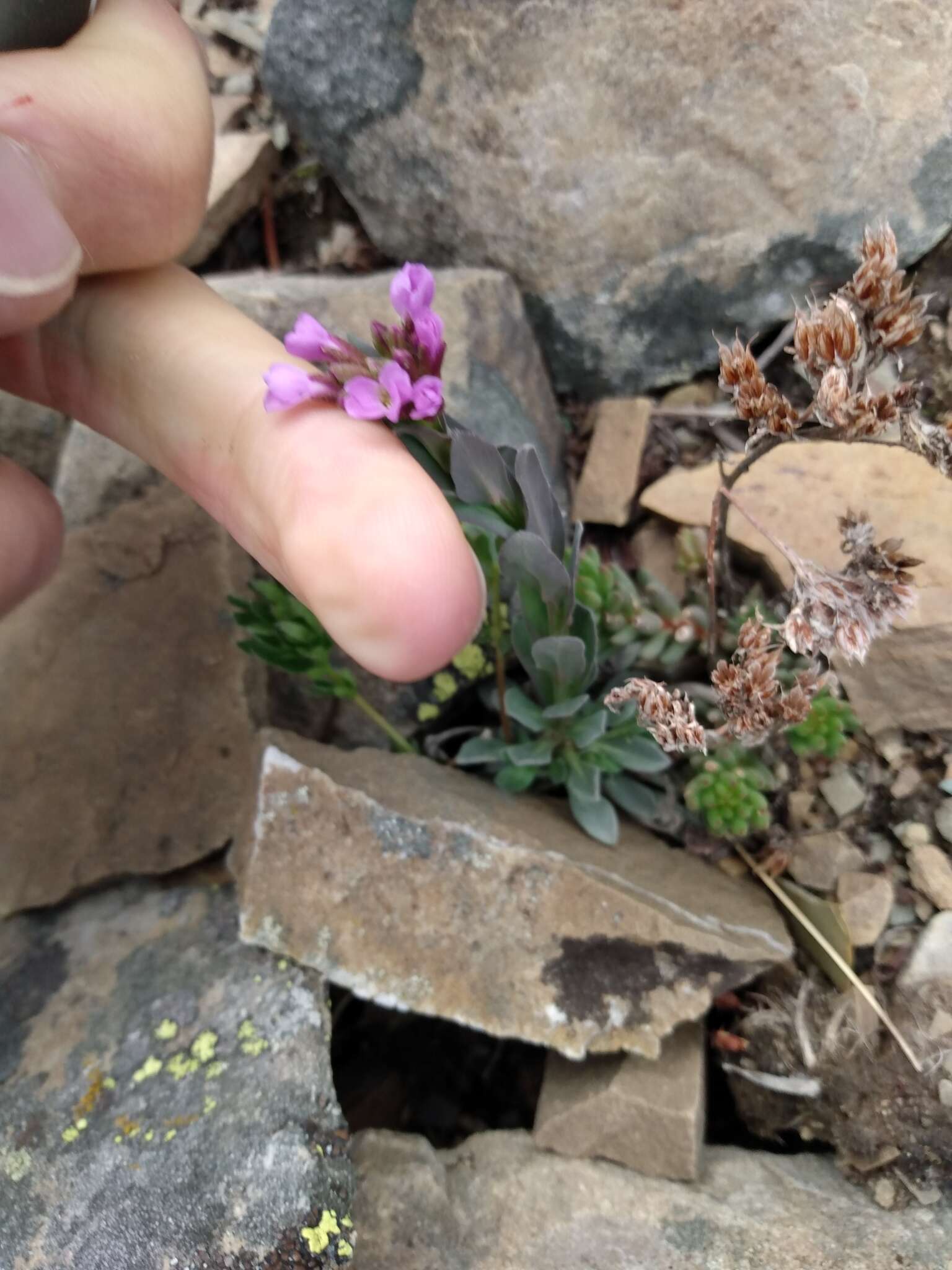 Image of Soldier Rockcress